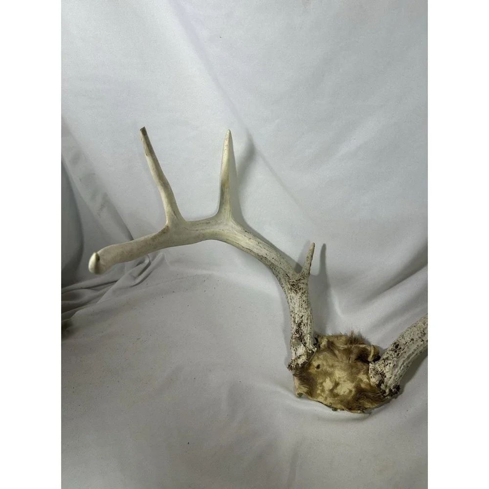 8 Point GA Whitetail Deer Antlers Horn Mount Rack skull plate Cabin Lodge Decor